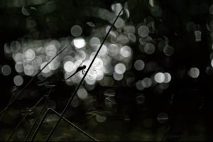 Montier Photo Festival
