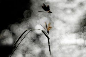 Montier Photo Festival
