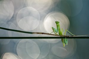 Montier Photo Festival