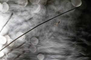 Montier Photo Festival