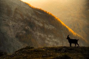 Montier Photo Festival