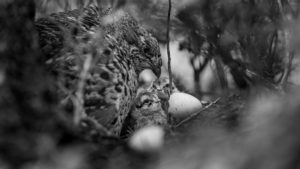 Montier Photo Festival