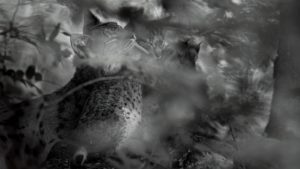 Montier Photo Festival