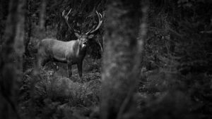 Montier Photo Festival