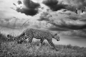 Montier Photo Festival