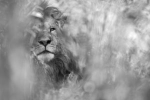 Montier Photo Festival