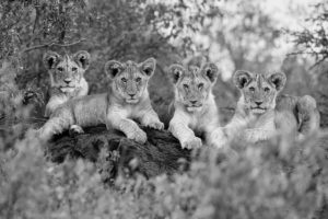 Montier Photo Festival