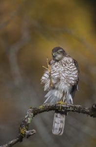 Montier Photo Festival