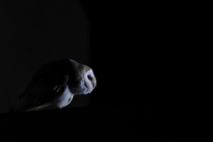 Montier Photo Festival