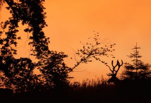 Montier Photo Festival