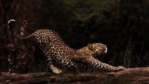 Montier Photo Festival