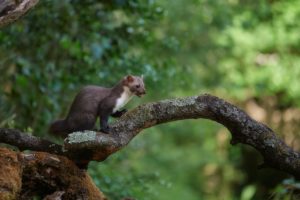 Montier Photo Festival