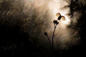 Montier Photo Festival