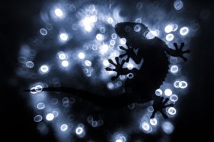 Montier Photo Festival