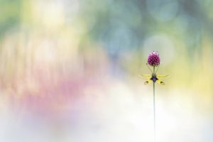 Montier Photo Festival