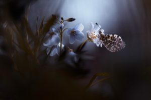 Montier Photo Festival