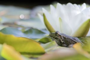 Grenouille attitude 1 - Stof@