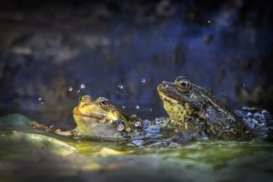 Grenouille attitude 2 - Stof@