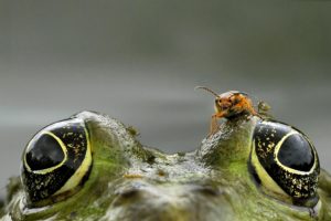 Grenouille attitude 3 - Stof@