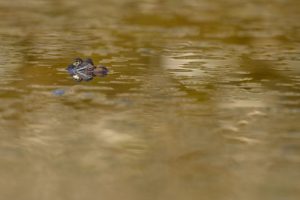 Grenouille attitude 5 - Stof@