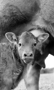 Montier Photo Festival
