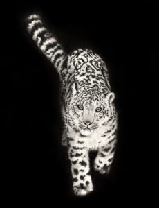 Montier Photo Festival