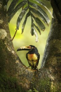 Araçari à collier - ©Xavier MAESSEN
