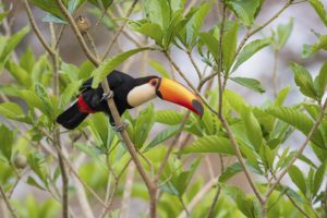 Toucan toco - ©Marc STEINMETZ