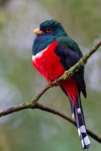 Trogon masqué - ©Yvon DELBECQUE