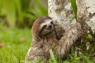 Jeune paresseux à trois doigts au Costa Rica - Sabine Bernert