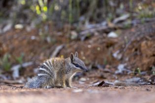 Tout jeune Numbat dans la forêt de Dryandra, en Australie - Sabine Bernert
