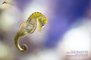 Montier Photo Festival