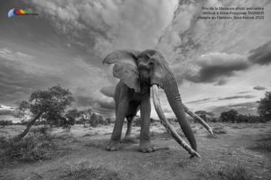 Montier Photo Festival