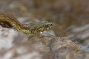 Montier Photo Festival