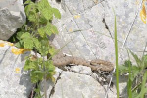 Montier Photo Festival