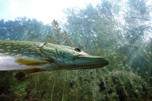 Le Brochet - @FFAL