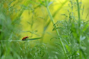 Montier Photo Festival