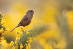 Montier Photo Festival