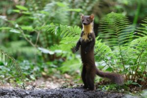 Montier Photo Festival