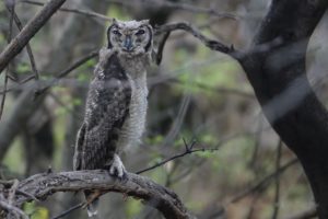 Grand-duc vermiculé -
