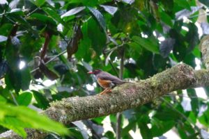 Merle des teita -