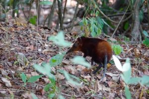 Sengi à croupe dorée -