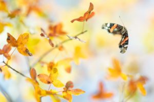Vulcain en vol en automne dans un érable de Montpellier - © Tous droits réservés, Ghislain Simard