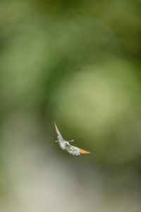 Aurore male en vol de face au printemps - © Tous droits réservés, Ghislain Simard