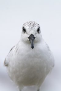 Montier Photo Festival