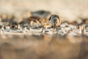 Montier Photo Festival