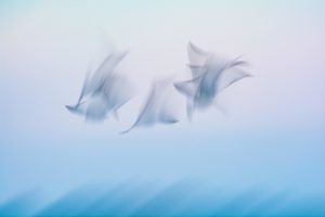 Montier Photo Festival