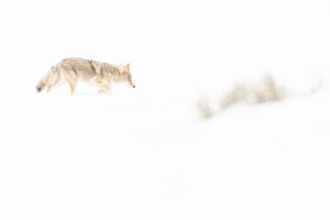 Montier Photo Festival