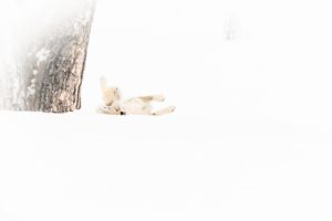 Montier Photo Festival