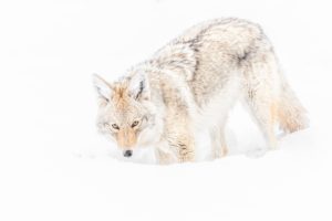Montier Photo Festival